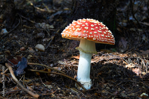 Red Mushroom-Amanita Muscaria, lit by the sun, growing in the forest, Bulgaria