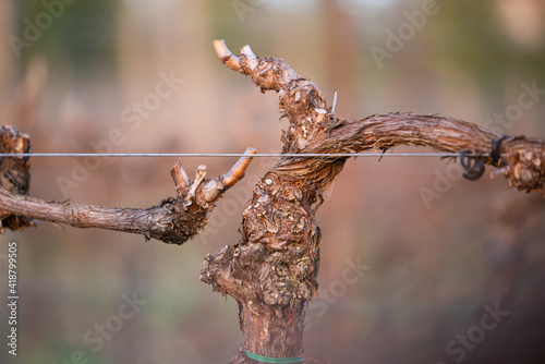 vine tree in a vineyard in winter