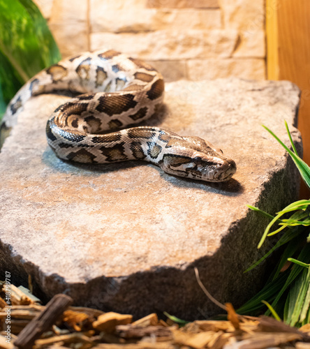 Pictures of animals. A tiger python is crawling on a stone photo