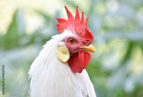 Rooster head, portrait, closeup