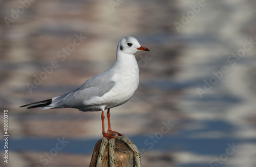 Seagull standing on wood , closeup
