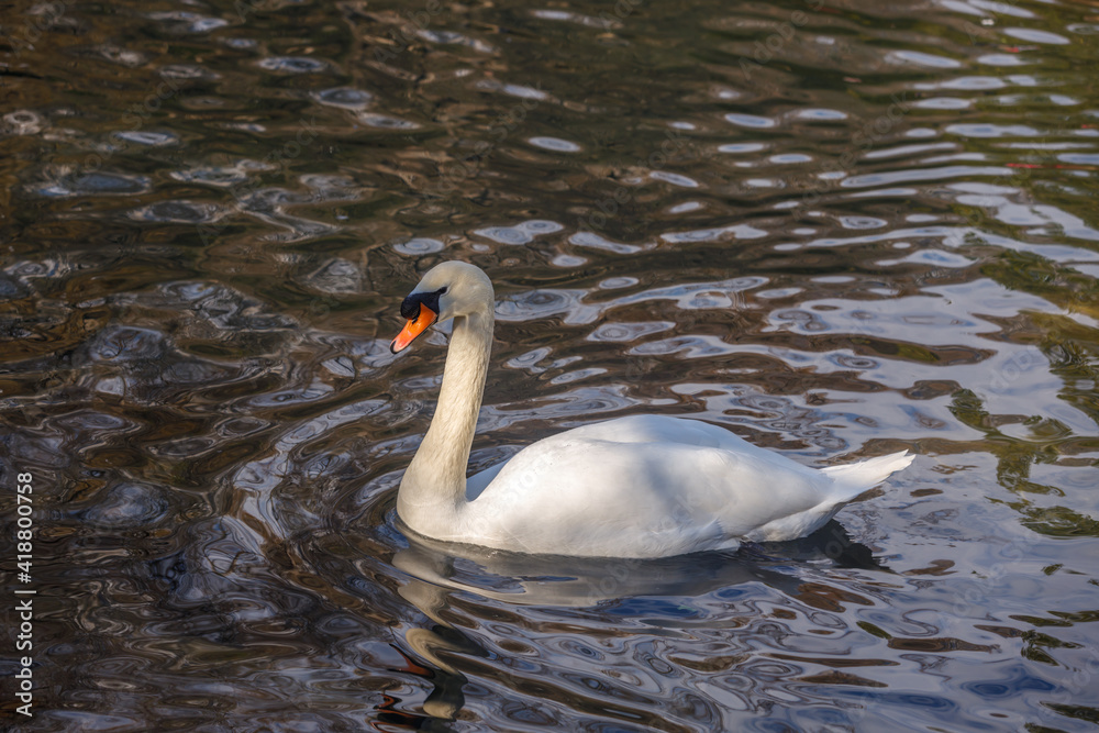 Fototapeta premium A white swan swims in a pond, reflecting in the water.