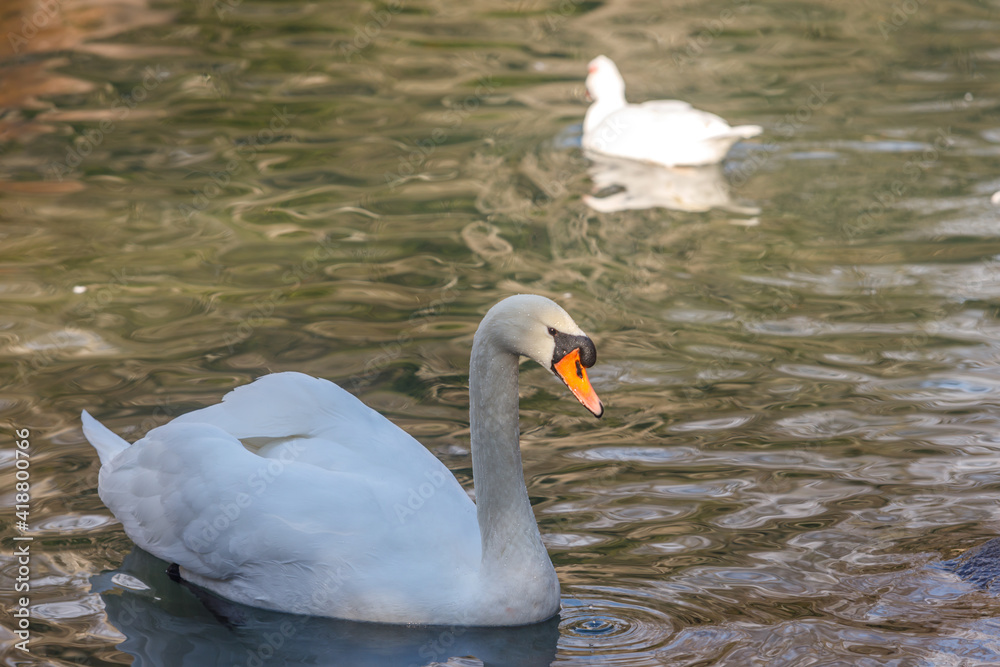 Obraz premium A white swan swims in a pond, reflecting in the water.