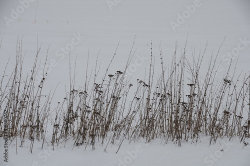 Feldrand im Winter bei Teltow (Potsdam-Mittelmark, Land Brandenburg)