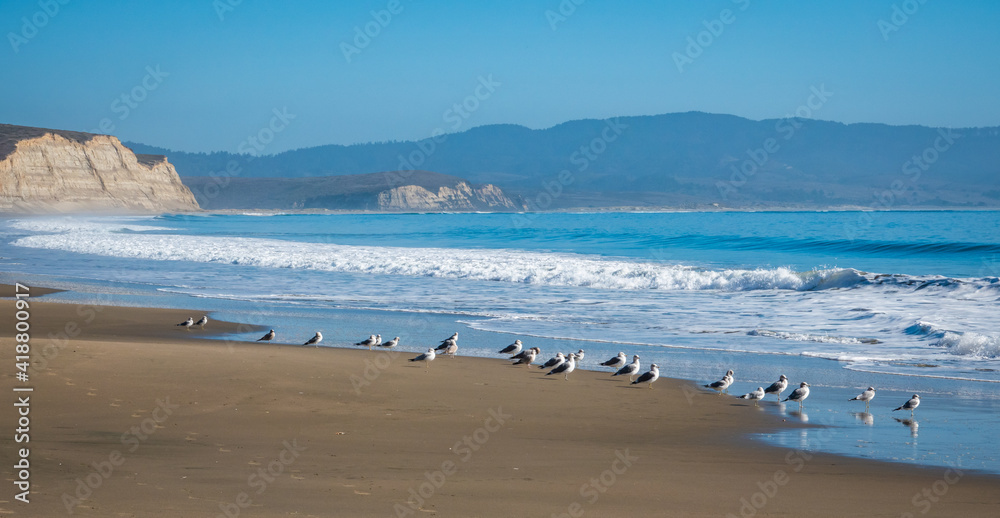 A flock of seagulls stand on the Pacific Coast shoreline of Drakes Beach, at the Point Reyes National Seashore, in Northern California.