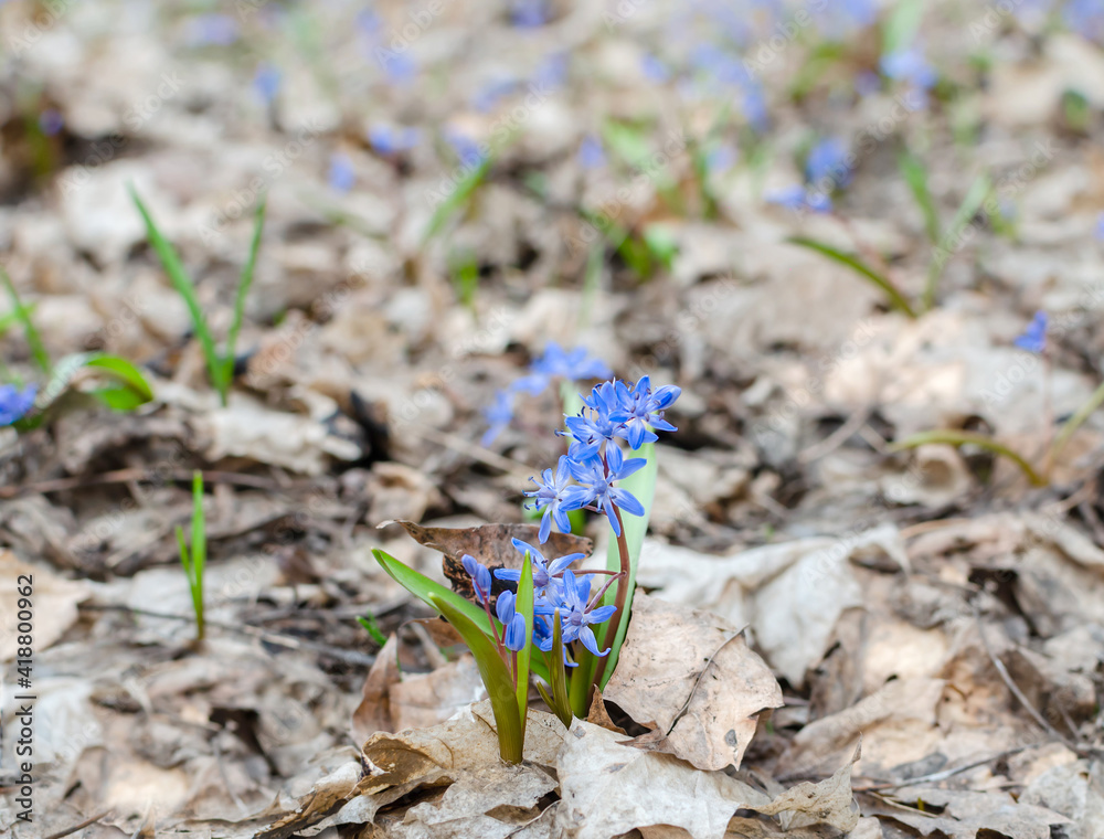 early flowers in the spring forest early flowers in the spring forest