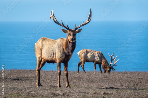 Two male Tule Elk (Cervus canadensis nannodes) bulls graze the grassy hillsides of Point Reyes National Seashore preserve, near Drake's Beach, in Marin County, California, with view of Pacific Ocean. photo