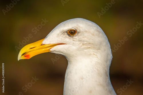 Close up portrait of a seagull (Western gull, Larus occidentalis), perched on a rail along Tomales Bay, in Marin County, California.   © David A Litman