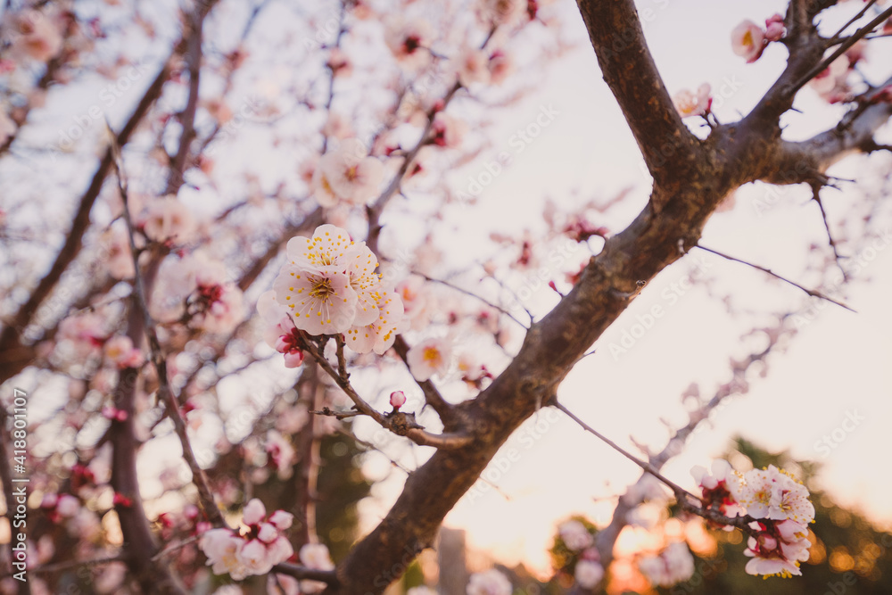梅の花
Plum blossoms