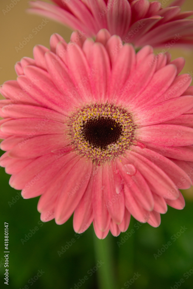 Gerbera beautiful, pink gerbera, pink flower, on a green background, natural flowers