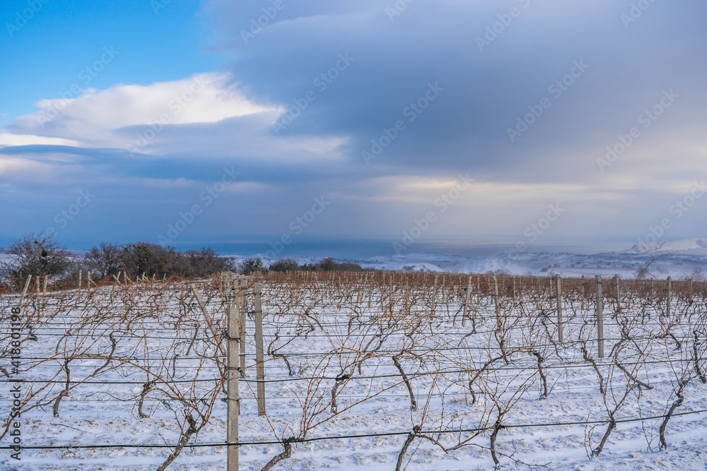 Vineyard in the snow