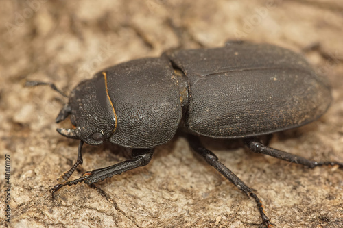 Closeup of the lesser stag beetle, Dorcus parallelipipedus in Gard, France