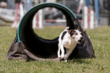 jack russel terrier en agility
