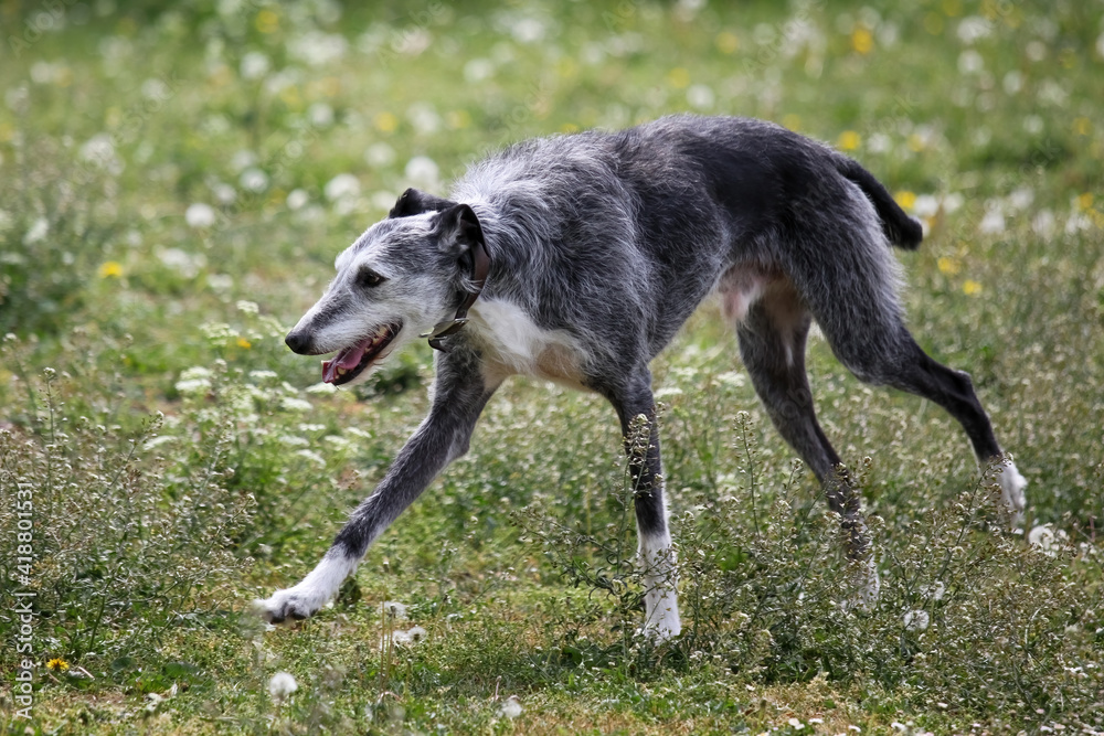 Lurcher in wild flowers