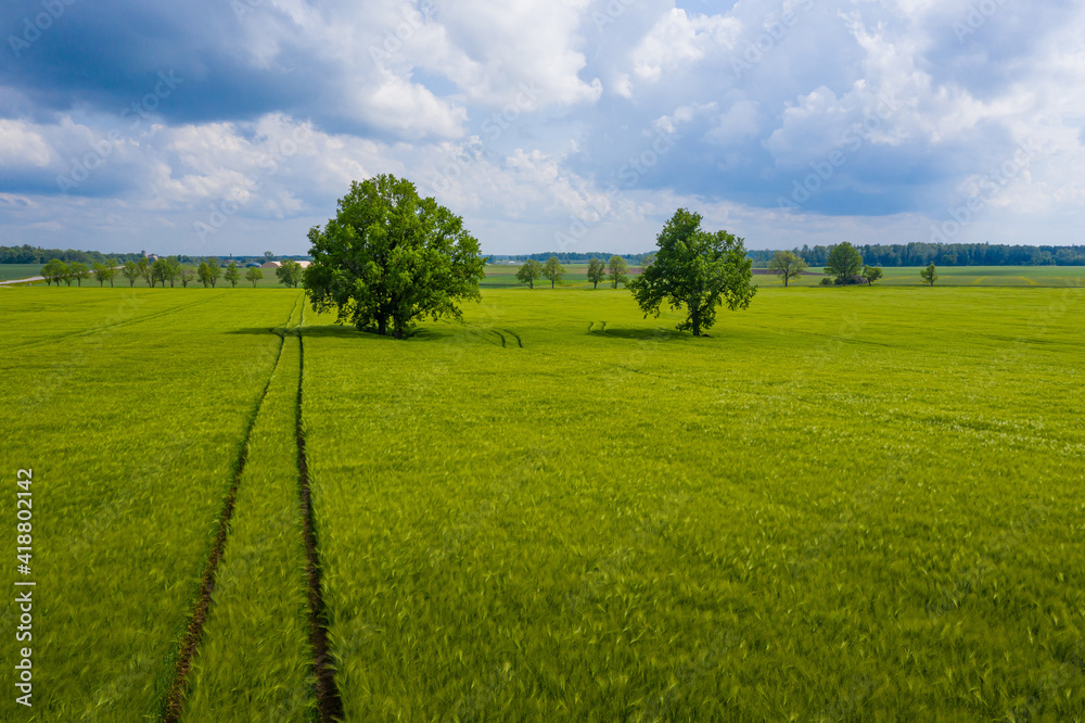 rural landscape with lonely trees in the middle of a green agricultural field on a sunny day