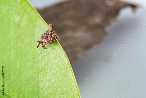 Tick on a leaf. A close-up of the disease-carrying parasite like tick-borne meningitis and Lyme disease. A brown arachnid. photo