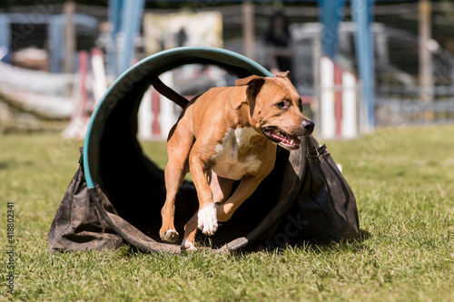 Foto american staffordshire terrier en agility staff