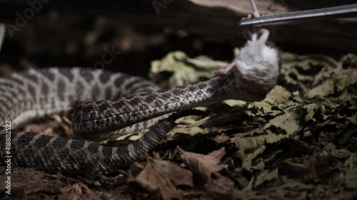 rattlesnake striking prey in extreme slow motion photo