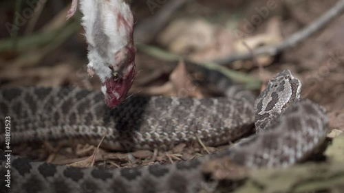 Massasauga rattlesnake striking prey in extreme slow motion photo