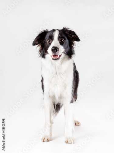 Isolated portrait of border collie breed dog of black and white color  on white background © Neira