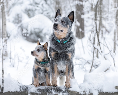 Portrait of two australian cattle dogs or blue heelers  adult and puppy. Pets at winter nature