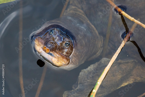 Closeup of Florida softshell turtle head (Apalone ferox) - Chapel Trail Nature Preserve, Pembroke Pines, Florida, USA photo