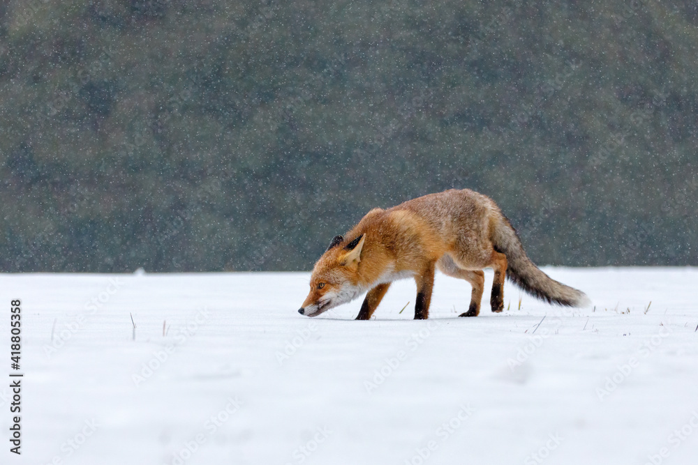 Fototapeta premium Fox in winter. Red fox, Vulpes vulpes, sniffs about prey on forest meadow in snowfall. Orange fur coat animal hunting in snow. Fox in winter nature. Wildlife scene. Habitat Europe, Asia, North America