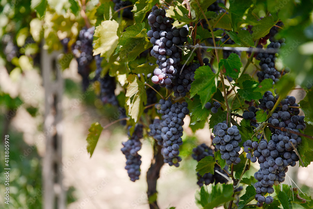 natural view of vineyard with grapes in nature
