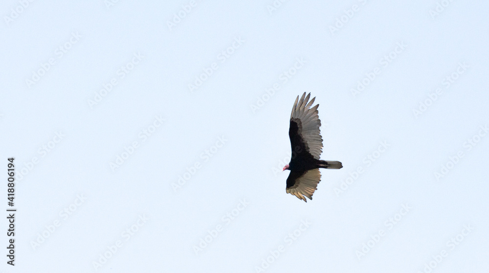 Turkey vulture with open wings in flight with sky in the background, Osa Peninsula, Costa Rica Turkey vulture with open wings in flight with sky in the background, Osa Peninsula, Costa Rica