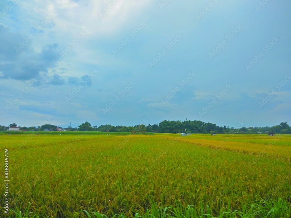 field and blue sky with clouds field and blue sky with clouds