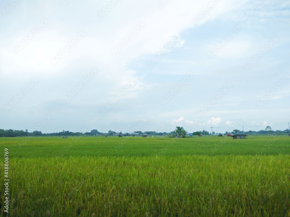 green field with blue sky