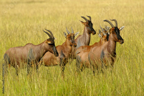 Group of topis in long grass, Masai Mara Game Reserve, Kenya photo