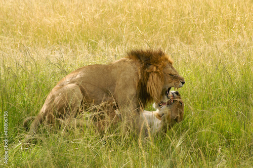 Fototapeta Naklejka Na Ścianę i Meble -  Mating lions snarling and growling, Masai Mara Game Reserve, Kenya