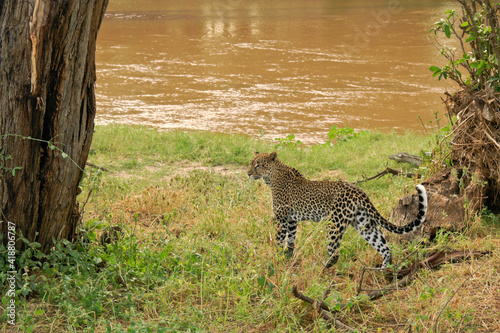 African leopard on bank of Ewaso Nyiro (Uaso Nyiro) river, Samburu Game Reserve, Kenya