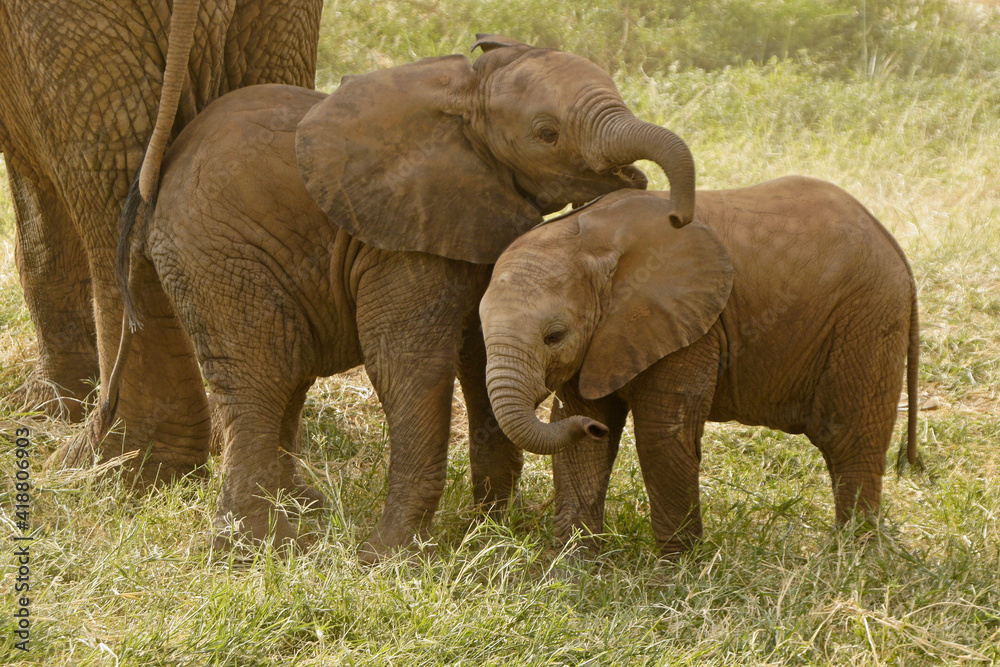 Fototapeta premium Elephant calves playing, Samburu Game Reserve, Kenya