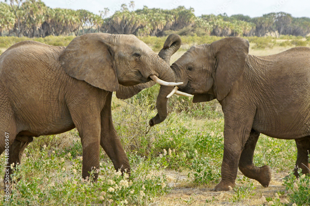 Fototapeta premium Juvenile elephants play-fighting, Samburu Game Reserve, Kenya