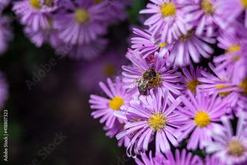 honey bee in purple spring flowers