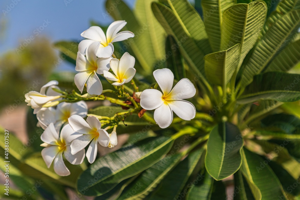 Fototapeta premium Plumeria blossoms in a garden.