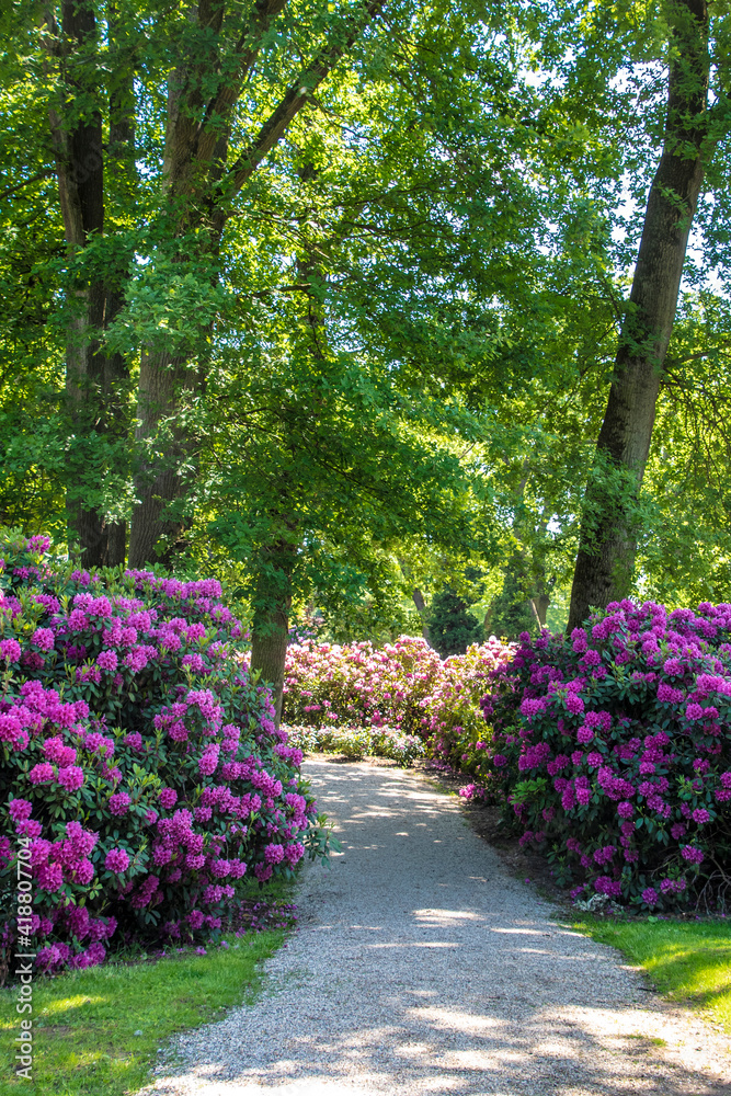 Bushes with pink rhododendron flowers in the park Bushes with pink rhododendron flowers in the park