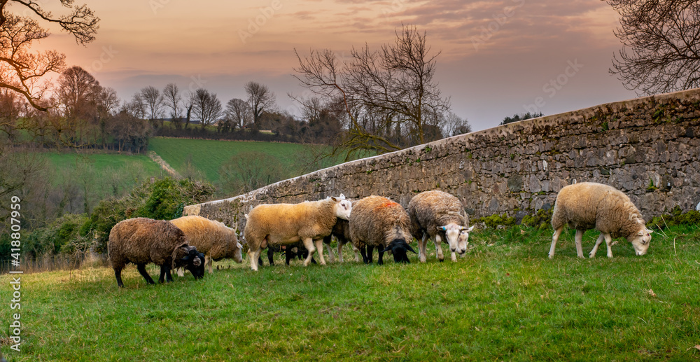 Obraz premium Evening, sheep eating grass in the field. Rural Ireland