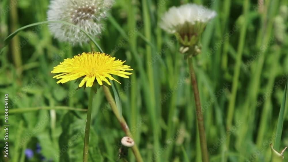 Blooming dandelions, summer field flowers, nature background.
Blooming dandelions, summer field flowers, nature background.