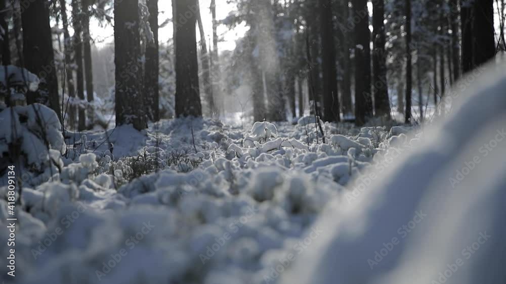 Slow-motion of snowfall from trees. Filmed in 120fps