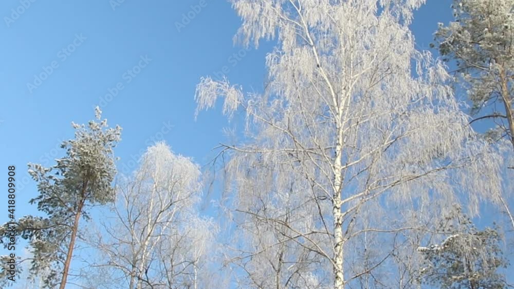 Forest in winter, a beautiful winter landscape. Forest in winter, a beautiful winter landscape.