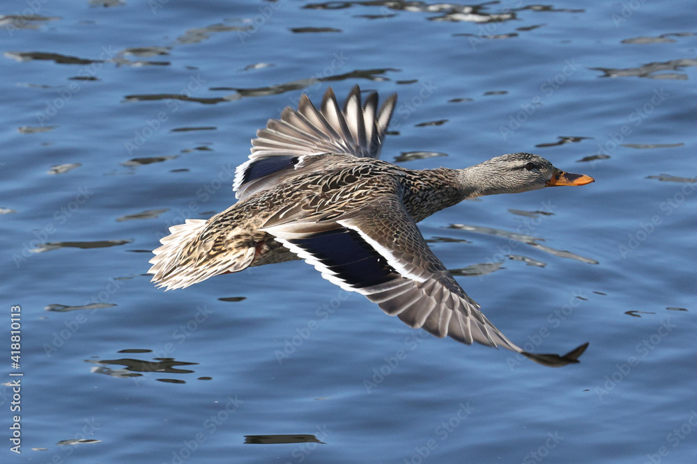 Mallard ducks in lake in winter on sunny day
Mallard ducks in lake in winter on sunny day