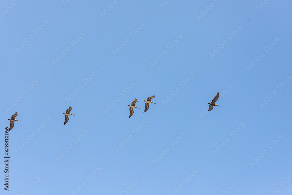 Swarm of pelican with open wings in flight with sky in the background, Osa Peninsula, Costa Rica