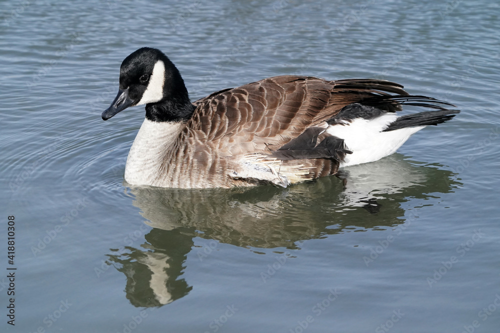 Canada geese in winter at lake on bright sunny freezing winter day. Swimming, walking and flying