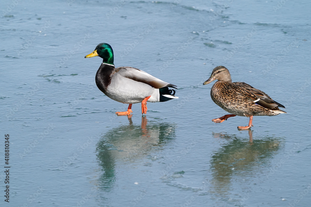 Mallard Geese at the lake in winter swimming, walking on ice, flying, looking for food and pairing up for breeding season
