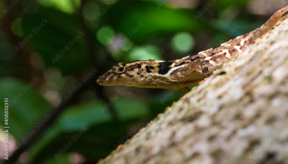 Fototapeta premium Close-up of a Lizard on a wood trunk in the jungle of Corcovado National Park, Osa Peninsula, Costa Rica