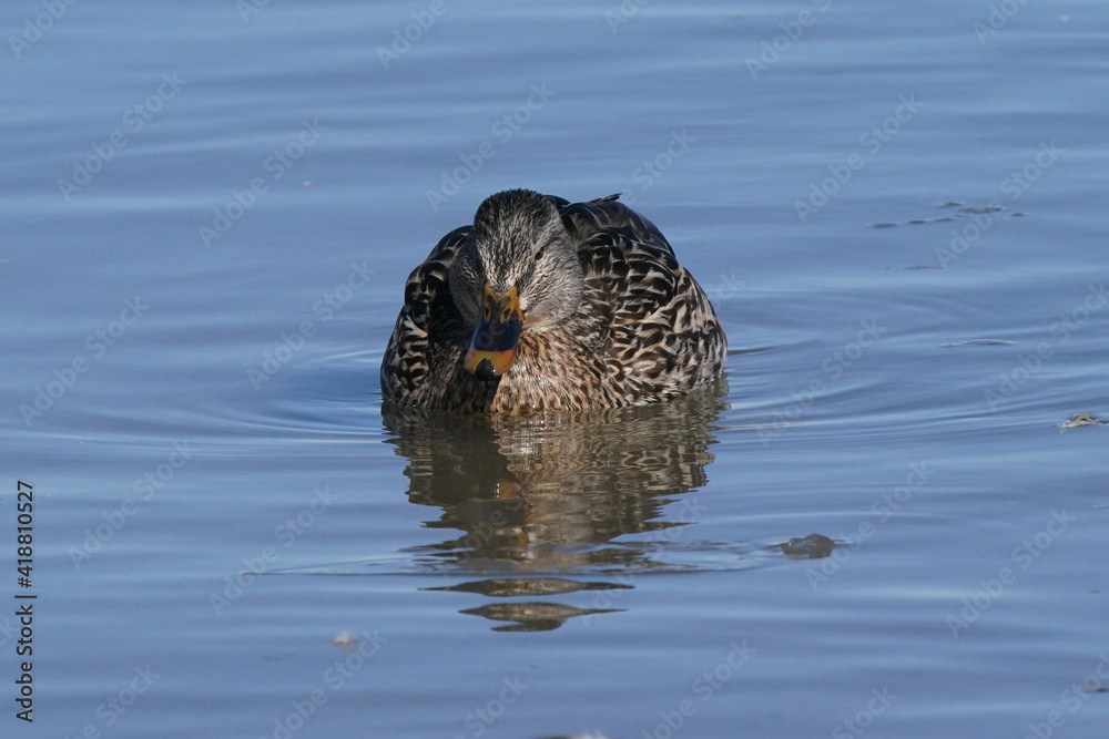 Mallard ducks in lake in winter on sunny day
Mallard ducks in lake in winter on sunny day