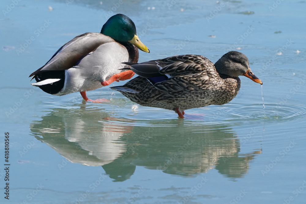Obraz premium Mallard ducks in lake in winter on sunny day 